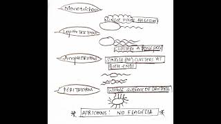 Types of flagellar arrangement in 🦠 bacteria 🦠🦠🦠🦠🦠🦠🦠🦠🦠🦠 [upl. by Elbys353]