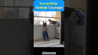 Incredible Animal Courage😱 Saving Lives [upl. by Hakan589]