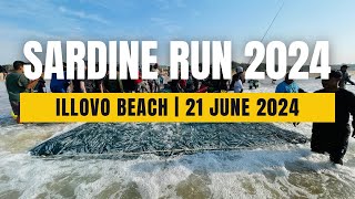 Sardine Run 2024  Illovo Beach  21 June 2024 [upl. by Heman29]