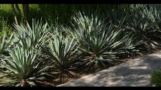 How to move yuccas Daphne Richards  Central Texas Gardener [upl. by Nosae]