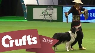 Heelwork to Music Competition  Crufts 2015 [upl. by Nets463]