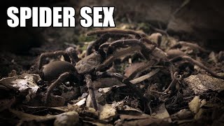 Spider sex Australian tarantulas mating [upl. by Hterag]