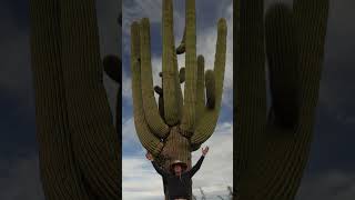 SaguaroDesert Giants Worlds Biggest Cactus [upl. by Smalley414]