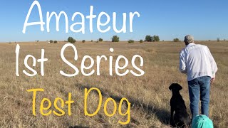 Retriever Field Trial  Amateur 1st Series test dog [upl. by Prady747]