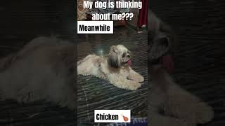 KFC DOG 🐶VIRAL trend SHORTS SHORT DOG PUPPY PUP PAW pawsome shihtzu firstvlog sad ff [upl. by Leavitt]