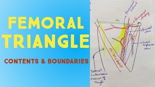 Femoral Triangle Anatomy in Hindi  Contents amp Boundaries  Lower Limb [upl. by Otsedom]