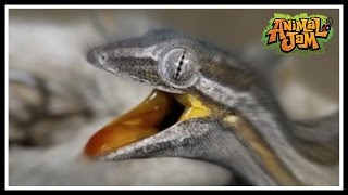 geckos but every time they say gecko it speeds up [upl. by Aid713]