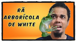 Como criar rã arborícola de white  como criar litoria  tudo sobre rã [upl. by Gaskins353]