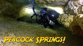 Peacock Springs Cave Dive Can we make it to Olsen Sink [upl. by Meir978]