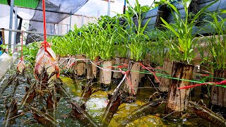 I Built Backyard Aquaponics System for Crawfish Raising and White Radish Water Spinach Growing [upl. by Elirpa717]