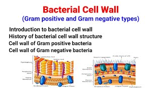 Bacterial Cell Wall  Gram positive amp Gram negative bacteria cell wall StructureSalient features [upl. by Fritzsche]