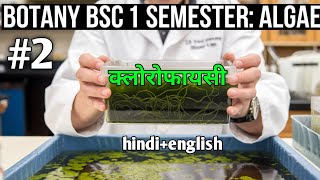 algae शैवाल  क्लोरोफायसी bsc 1 semester botany [upl. by Llevart775]