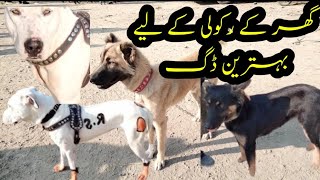 Best dog for home securitygultair German Kochi dogघर की सुरक्षा के लिए सबसे अच्छा कुत्ता [upl. by Celestina574]