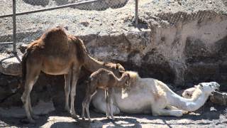 Nacimiento de Camello en Oasis Wildlife Fuerteventura [upl. by Prosper]