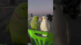 What is the approximate IQ of a parrot funny foryou parrot [upl. by Eibob6]