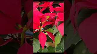 Lovely Poinsettias Iconic Christmas Flowers poinsettia juliardbotanical christmas [upl. by Nagn]