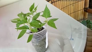 How to Grow Chillies  Sowing Chilli Seeds at home diy chilli peppers growing [upl. by Butte]