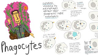 Phagocytes white blood cells that identify and destroy pathogens through phagocytosis [upl. by Laurens]