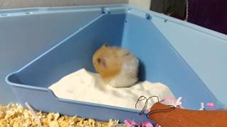 My long haired Syrian hamster grooming himself [upl. by Housen]