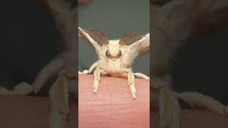 Moth can read your mind moths silkmoth insects [upl. by Argus]