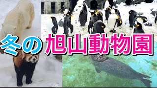 【旭川観光】冬の旭山動物園が最高でした！ [upl. by Okramed917]