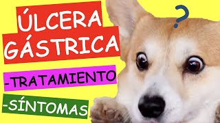 ÚLCERA GÁSTRICA EN PERROS CAUSAS Y TRATAMIENTO CASERO [upl. by Prochora312]