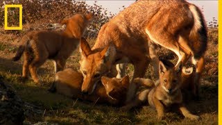 El LOBO Etíope uno de los CARNÍVOROS más raros del PLANETA  National Geographic en Español [upl. by Cohberg]