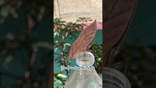 Kallima lnachus The Dead Leaf Butterfly nature butterfly shorts reels 2024 [upl. by Yrekaz]