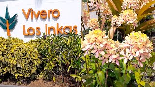 🌿VIVERO LOS INKAS en Surco Lima Perú venta de Plantas Ornamentales Suculentas Cactus Orquídeas 🌳 [upl. by Airdua]