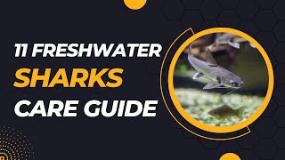 11 Freshwater Aquarium Sharks For Tanks Of All Sizes [upl. by Gerrit]