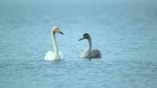 Whooper swan  the national bird of Finland [upl. by Arabela564]