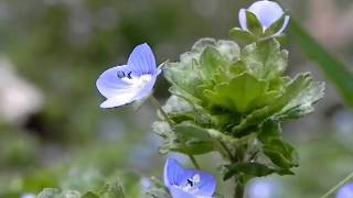 Creeping Speedwell Veronica filiformis [upl. by Raybin]