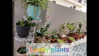 Lovely plants [upl. by Ahgiel53]