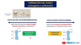 TEJIDO OSEO parte 02 OSTEOBLASTO OSIFICACION INTERMEMBRANOSA Y ENDOCONDRAL [upl. by Ellis]