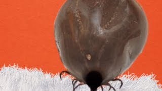 How To Pull a Tick Off Your Pet Petco [upl. by Lais]