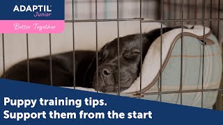 Puppy Training Tips Support them on the car journey home and meeting your other pets with ADAPTIL [upl. by Manchester382]