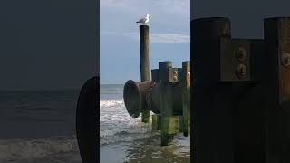 Seagull  Чайка nature природа вода waves океан ocean water волны шумволн seagull чайка [upl. by Yrroc607]