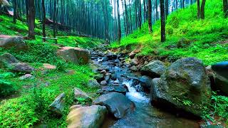 Peaceful birds chirping calming water flowing over rocks in the forest [upl. by Ebba]