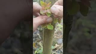 The common grafting time is in spring or autumnsatisfying grafting plantgrafting graft nature [upl. by Caputo]