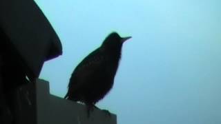 Common Starling mimicry [upl. by Erlinna186]