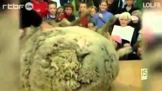 INSOLITE UN MOUTON QUI A 30 KILOS DE LAINE fou rire [upl. by Eisle]