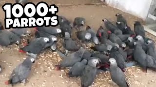 OVER 1000 AFRICAN GREY PARROTS  NEVER SEEN SO MANY 😱 [upl. by Ahsert]