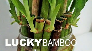 Repotting Lucky Bamboo Plants Care [upl. by Zelda]