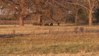 Hog Hunting Oklahoma [upl. by Grieve]