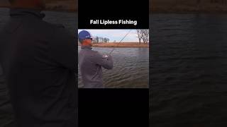 Fall Lipless Crankbait Fishing [upl. by Naimad]