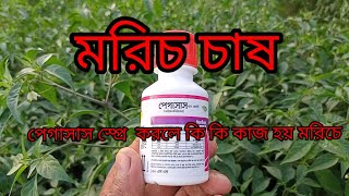 পেগাসাস ও রিডোমিল গোল্ড একসাথে মরিচ গাছে স্প্রে করলে কি কি কাজ হয় [upl. by Luise]