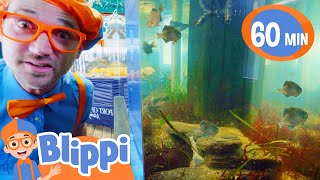 Blippi Learns About Sea Creatures Blippi  Shows for Kids  Explore With Me [upl. by Zilber]