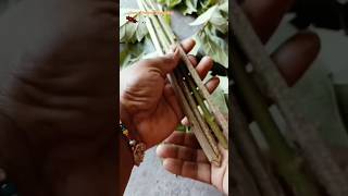 हरसिंगार का कटिंग कैसे लगाएं🤔  how to cutting harsingar plant from cutting shorts viralyoutube [upl. by Kalli]