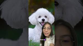 5 RAÇAS HIPOALERGÊNICAS dog pets cachorro filhote dermatite pets [upl. by Llessur]