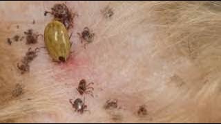 How To Take A Tick Off Your Dog  Remove Tick from poor dog Ep4 [upl. by Einitsed494]